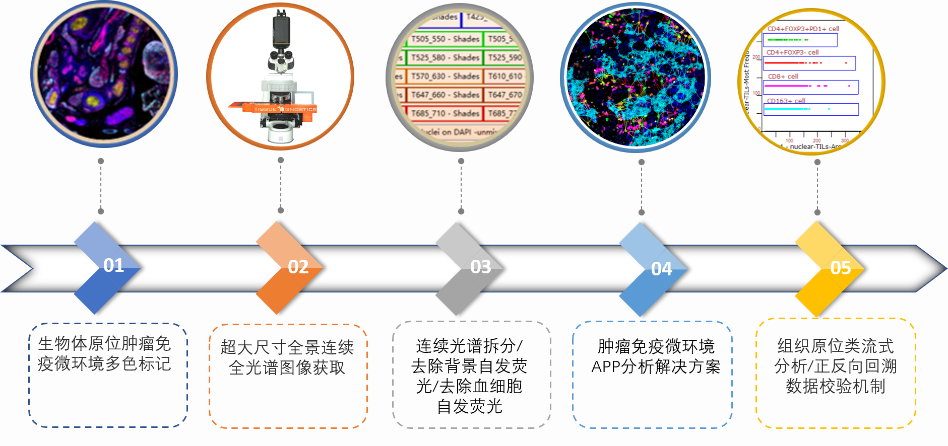 全新一代10+1腫瘤免疫微環境多色解決方案
