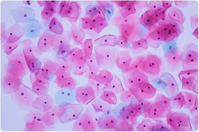 耶魯大學醫學院| TissueFAXS Cytometry技術探秘單個免疫細胞微環境